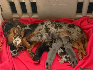 Miniature Dachshund dogs Miniature dachshund 3/6 reserved - Advert 16