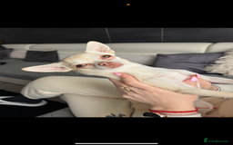 Chihuahua dogs for sale: 🐶 tiny chihuahua pups - Image 13