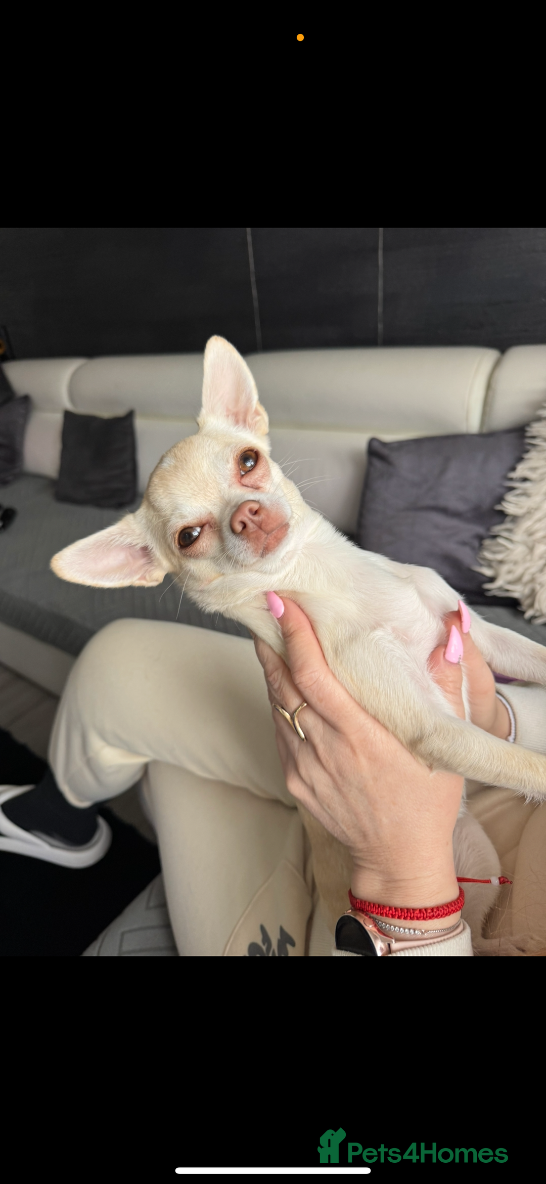 Chihuahua dogs for sale: 🐶 tiny chihuahua pups - Image 13
