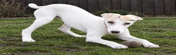 Saluki dogs for sale: 3/4 Saluki bitch pup, fantastic linage  - Advert 7