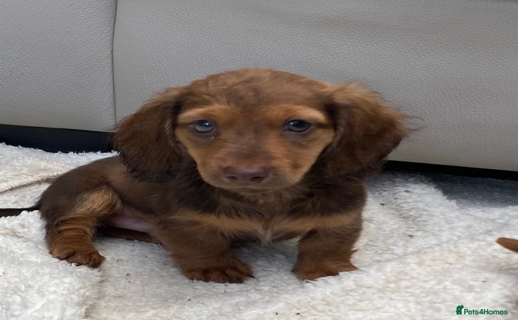 Dachshund dogs - Advert 9