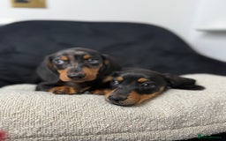 Miniature Dachshund dogs for sale: Miniature dachshund puppies  - Image 2