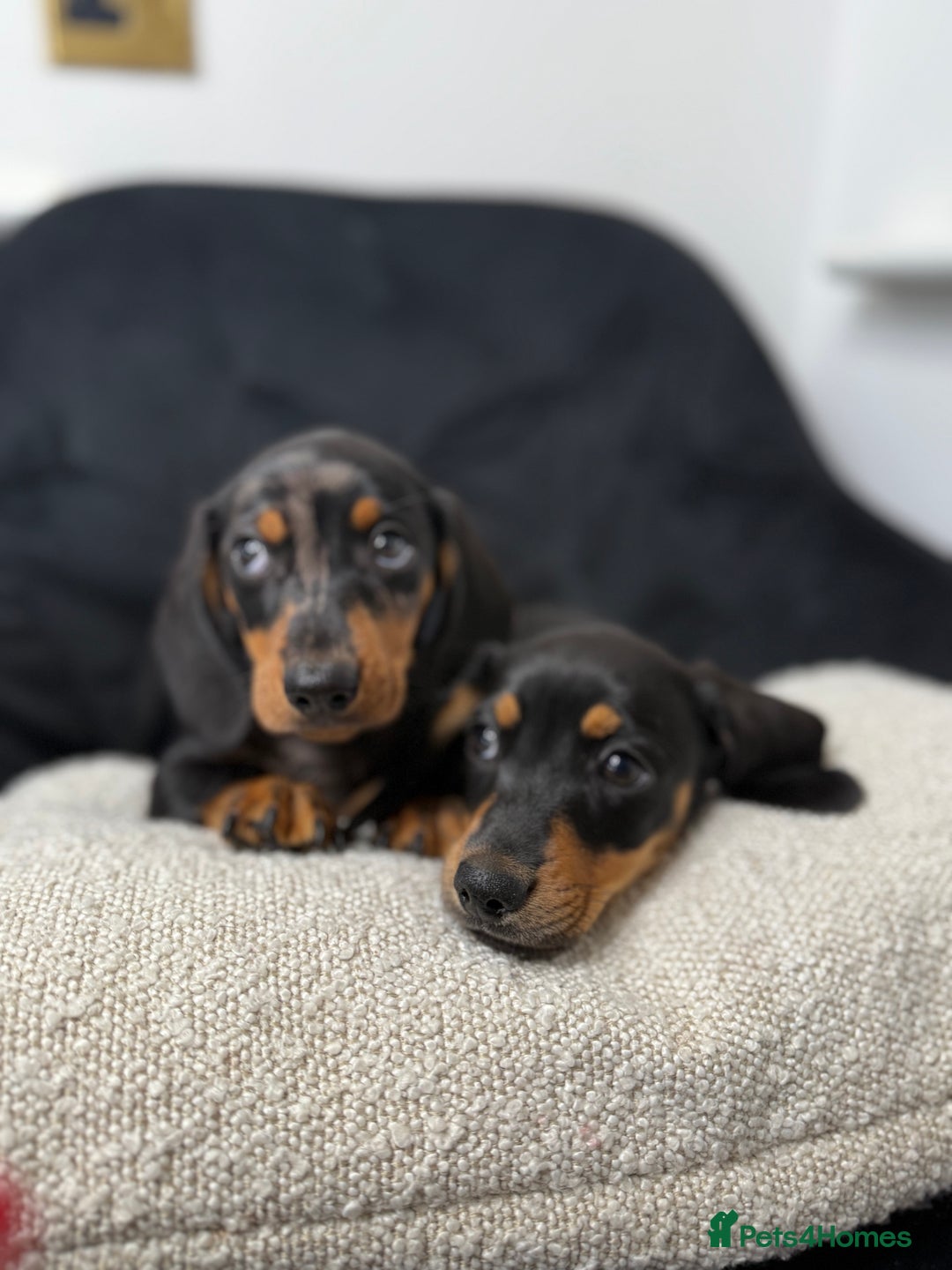 Miniature Dachshund dogs for sale: Miniature dachshund puppies  - Image 2