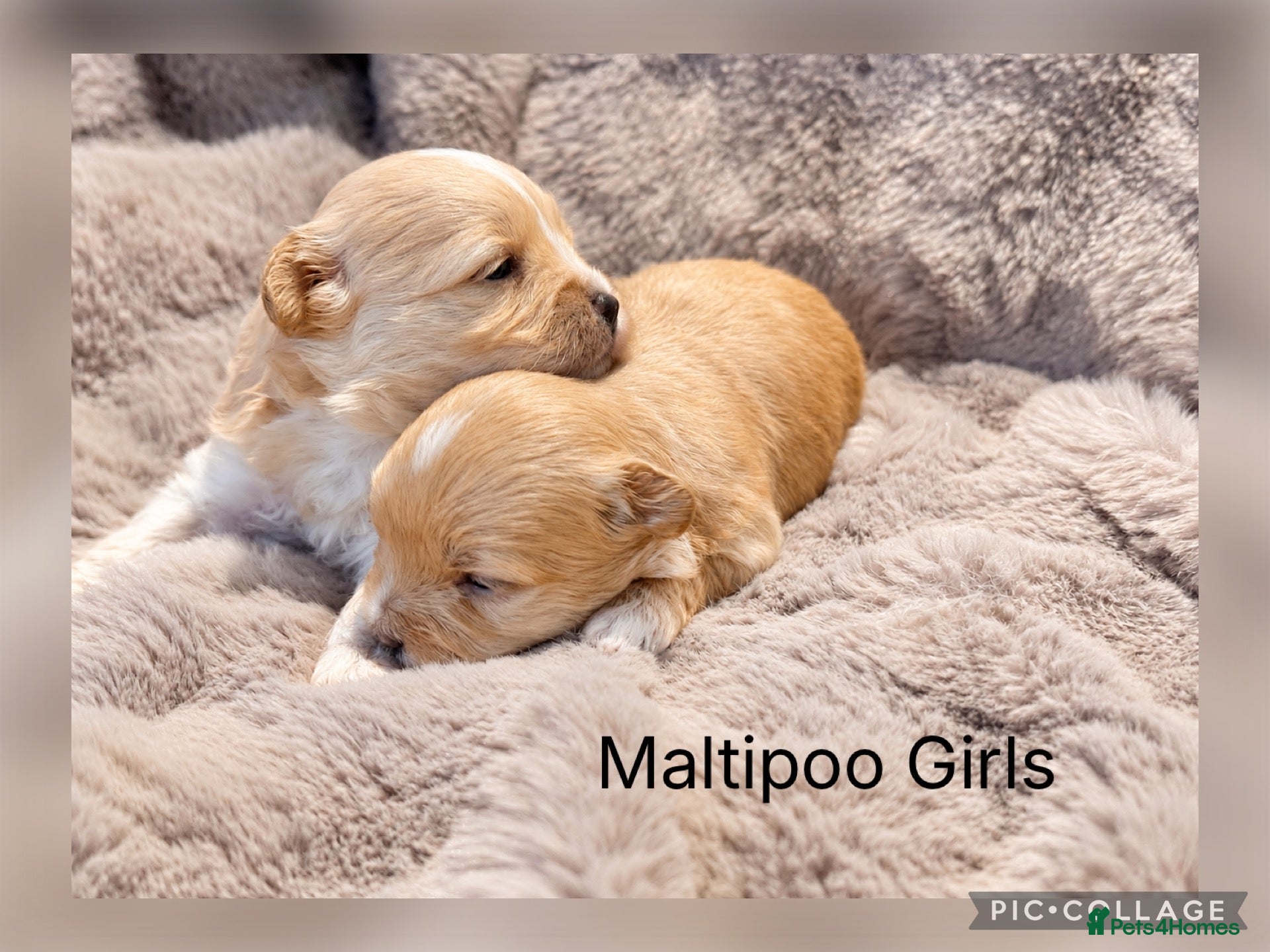 Maltipoo dogs Beautiful Maltipoo Boy - Advert 2