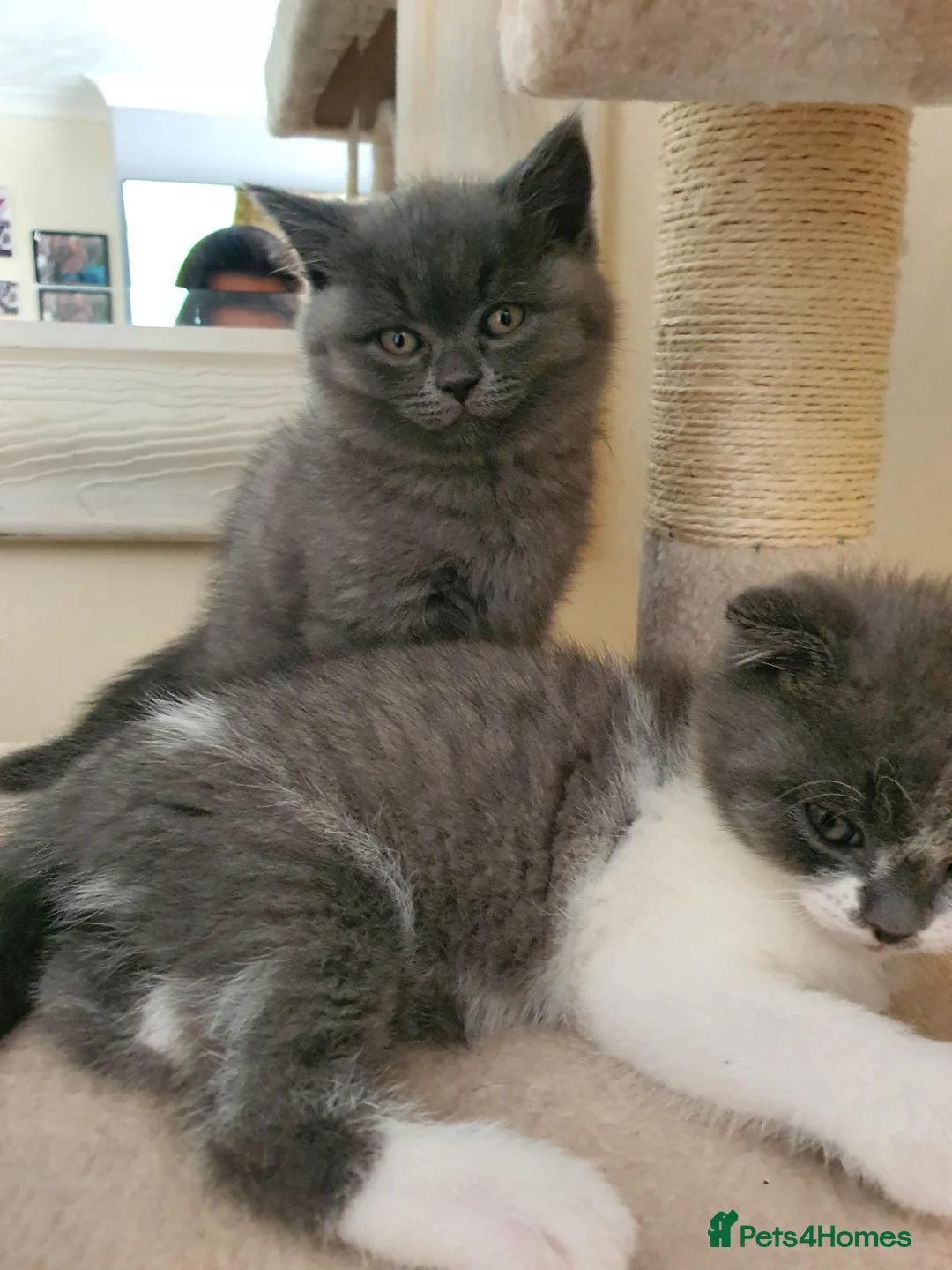 Scottish Fold cats for sale: 3 Kittens Mixed Scottish Fold/British Shorthair in March - Advert 10