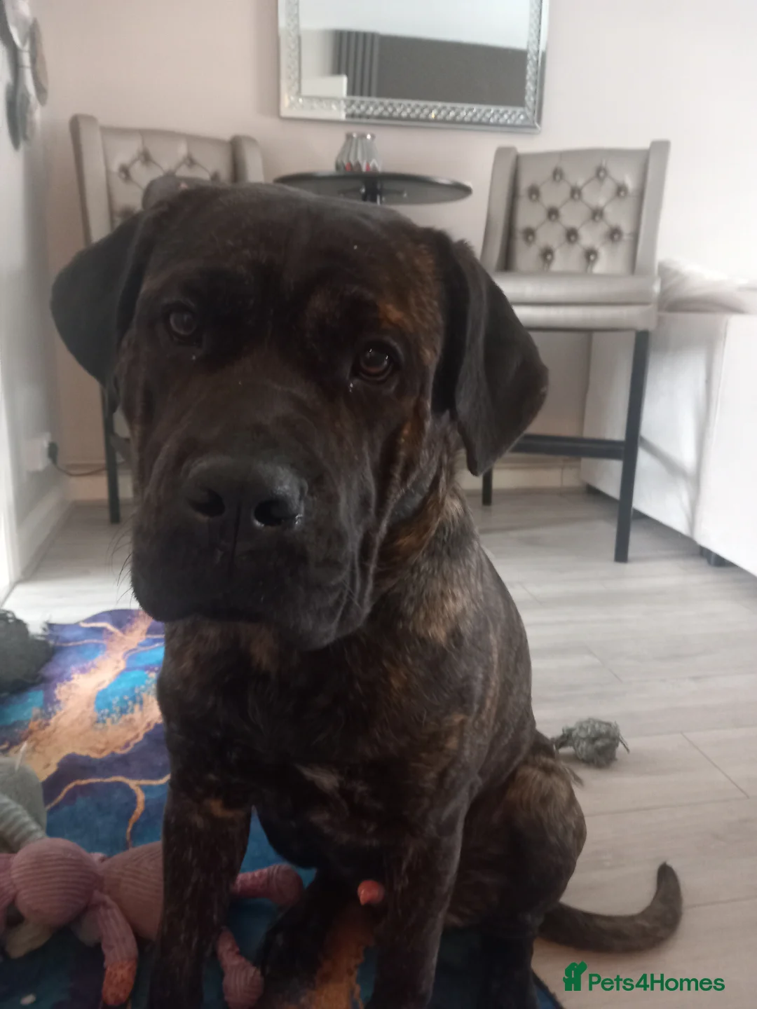 Chinese Red Dog dogs for stud: Beautiful male cancorsa, ready to be stud in Basildon - Advert 2