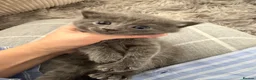 Mixed Breed cats for sale: Very beautiful marbled and striped cats - Advert 16