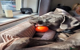Cane Corso dogs for sale: 🩵Stunning Cane Corso🩵 - Image 2