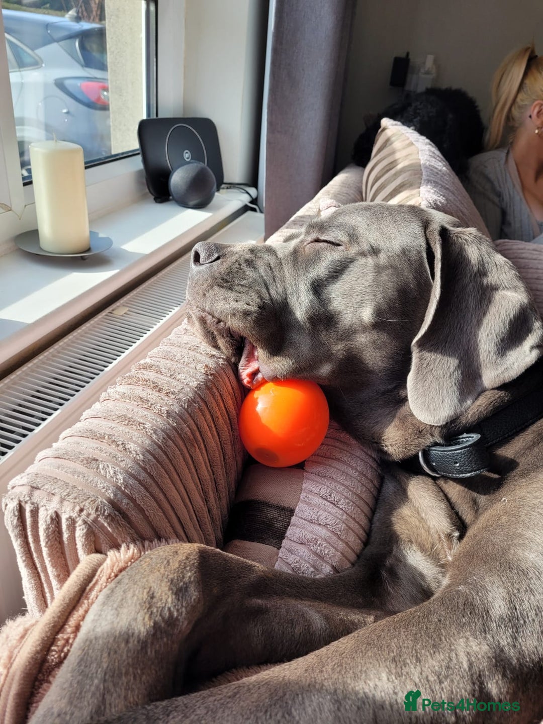 Cane Corso dogs for sale: 🩵Stunning Cane Corso🩵 - Image 2