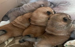 Chow Chow dogs for sale: Kc Registered Chow Chow Pups - Image 13