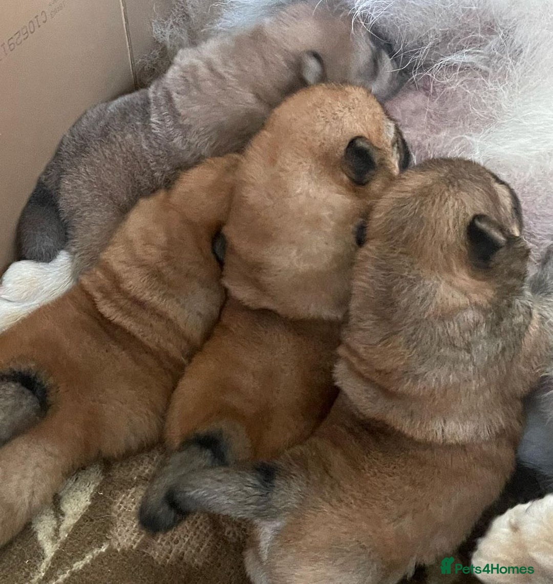 Chow Chow dogs for sale: Kc Registered Chow Chow Pups - Image 13