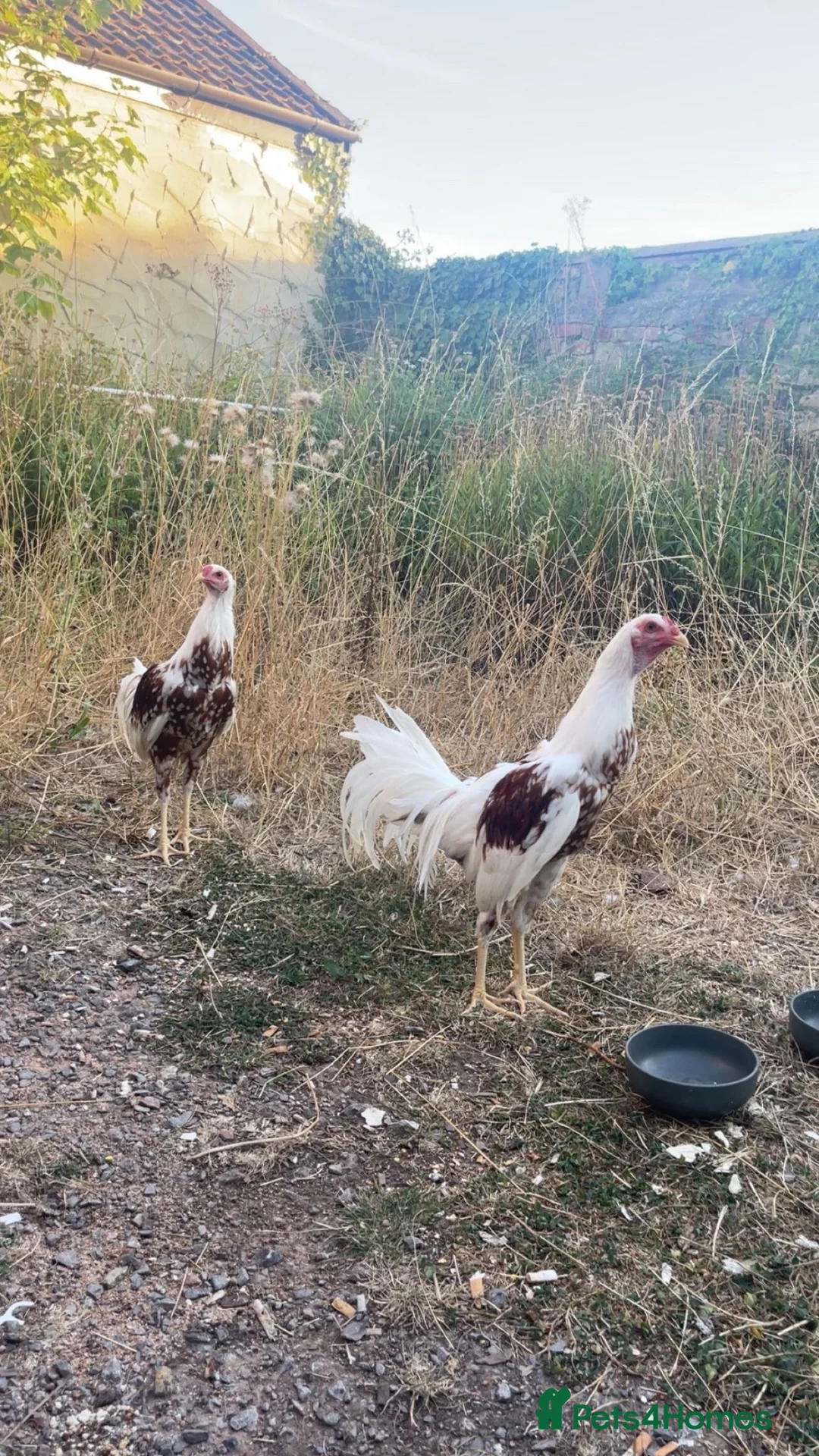 Mixed Breed birds for sale: Gamefowl/ aseel cocks  in Bridgwater - Advert 3