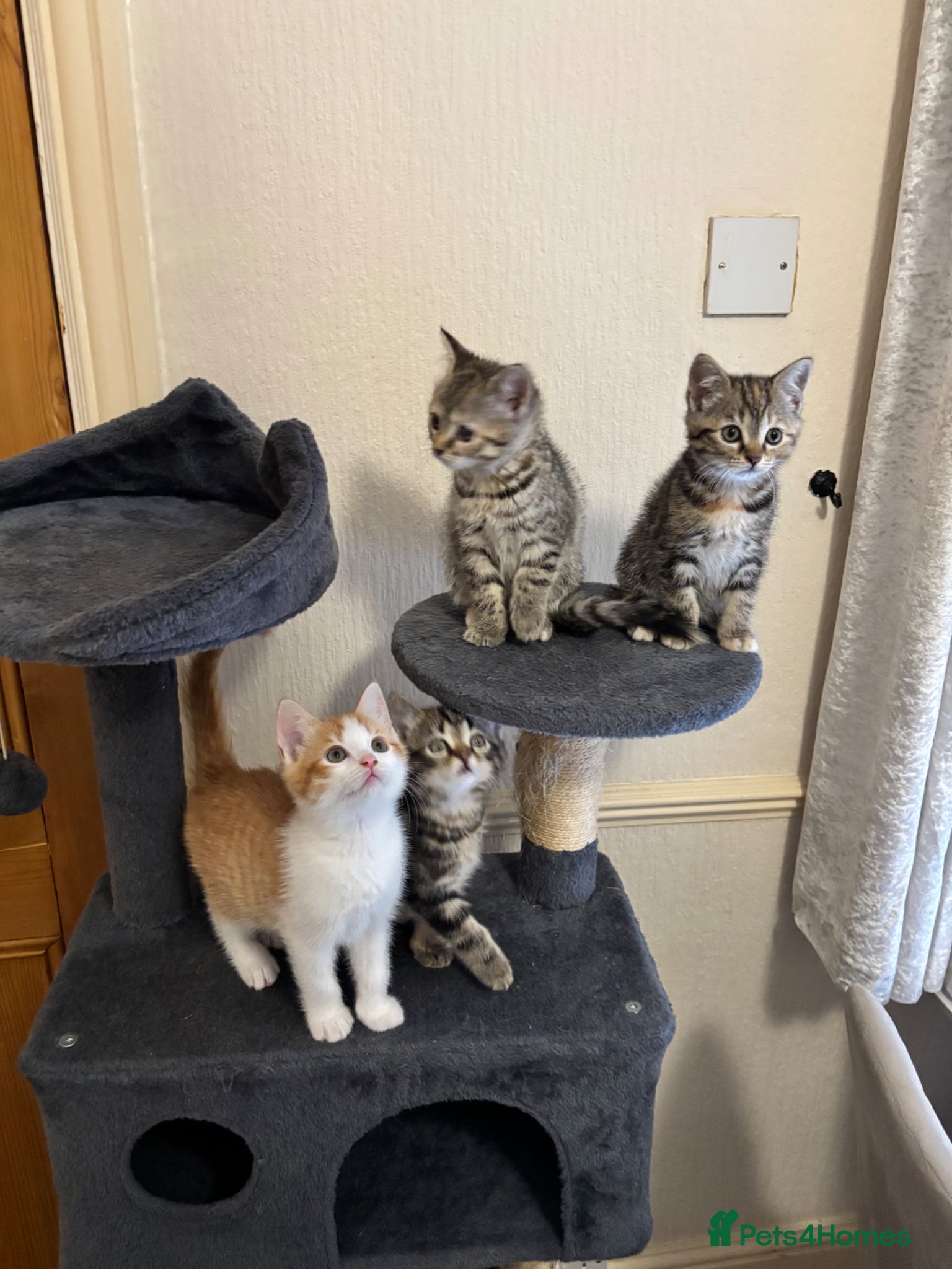 Mixed Breed cats for sale: 4 little kittens ready to find a loving home - Advert 7