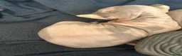 Sphynx cats for sale: Beautiful sphynx babies  - Advert 11