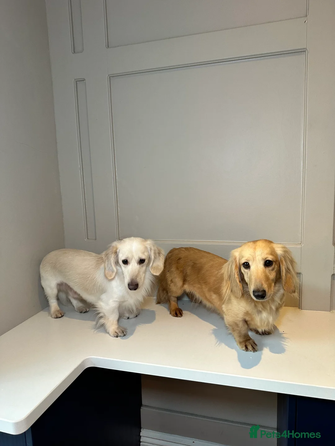 Miniature Dachshund dogs for sale: Clear cream miniature dachshunds  - Advert 1