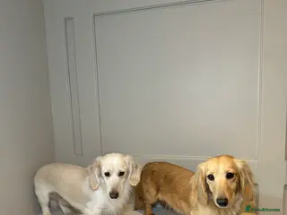 Miniature Dachshund dogs Clear cream miniature dachshunds - Advert 1