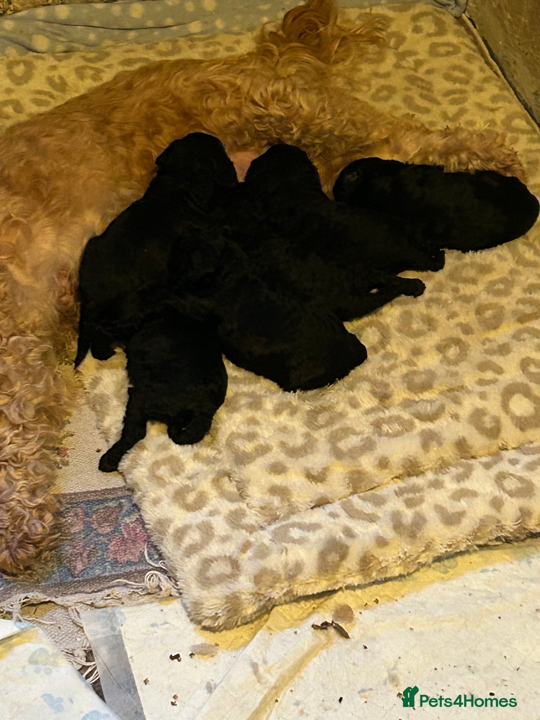Cockapoo dogs for sale: F1B cockapoo puppies  - Advert 15
