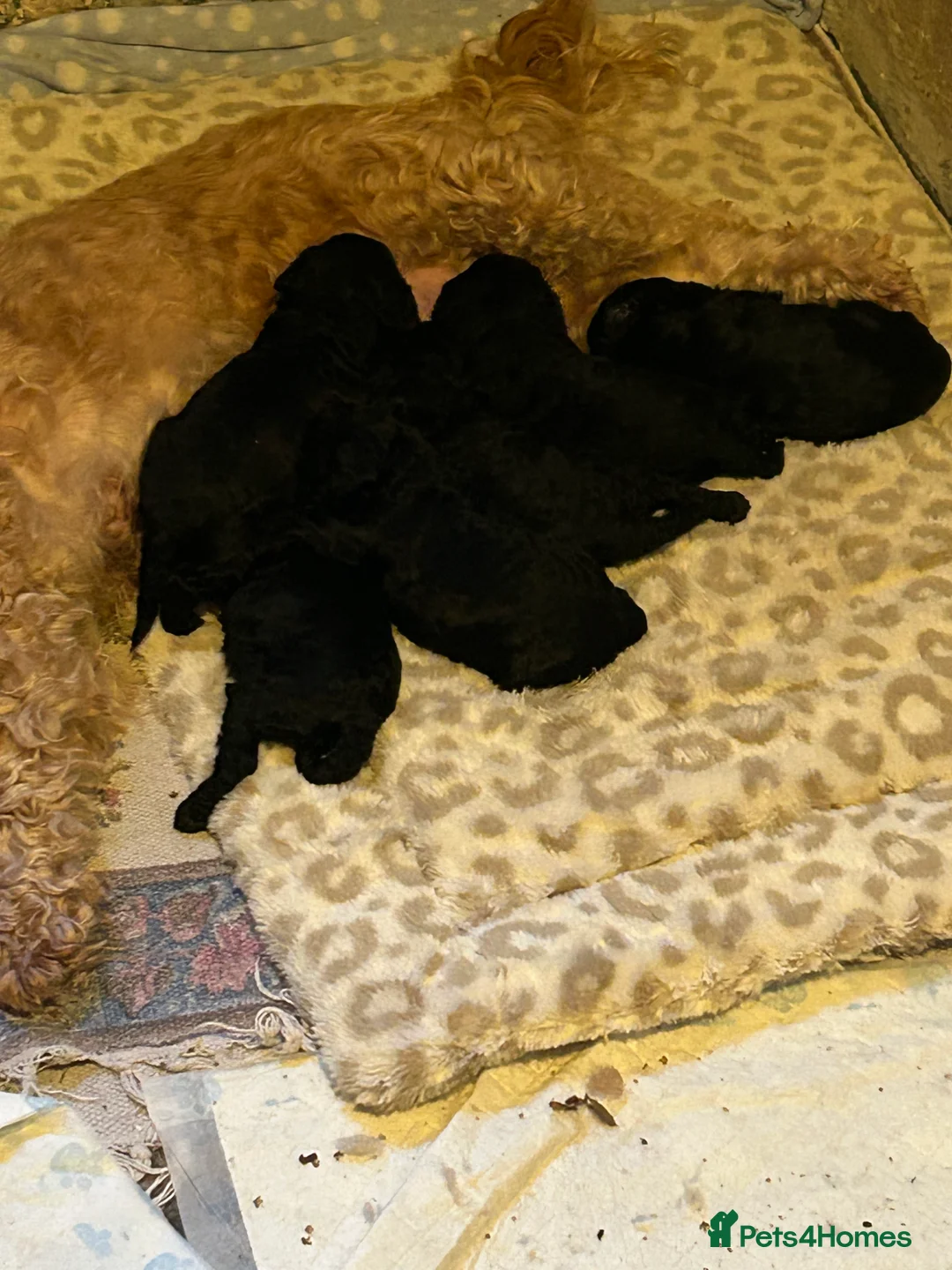 Cockapoo dogs for sale: F1B cockapoo puppies  - Advert 10