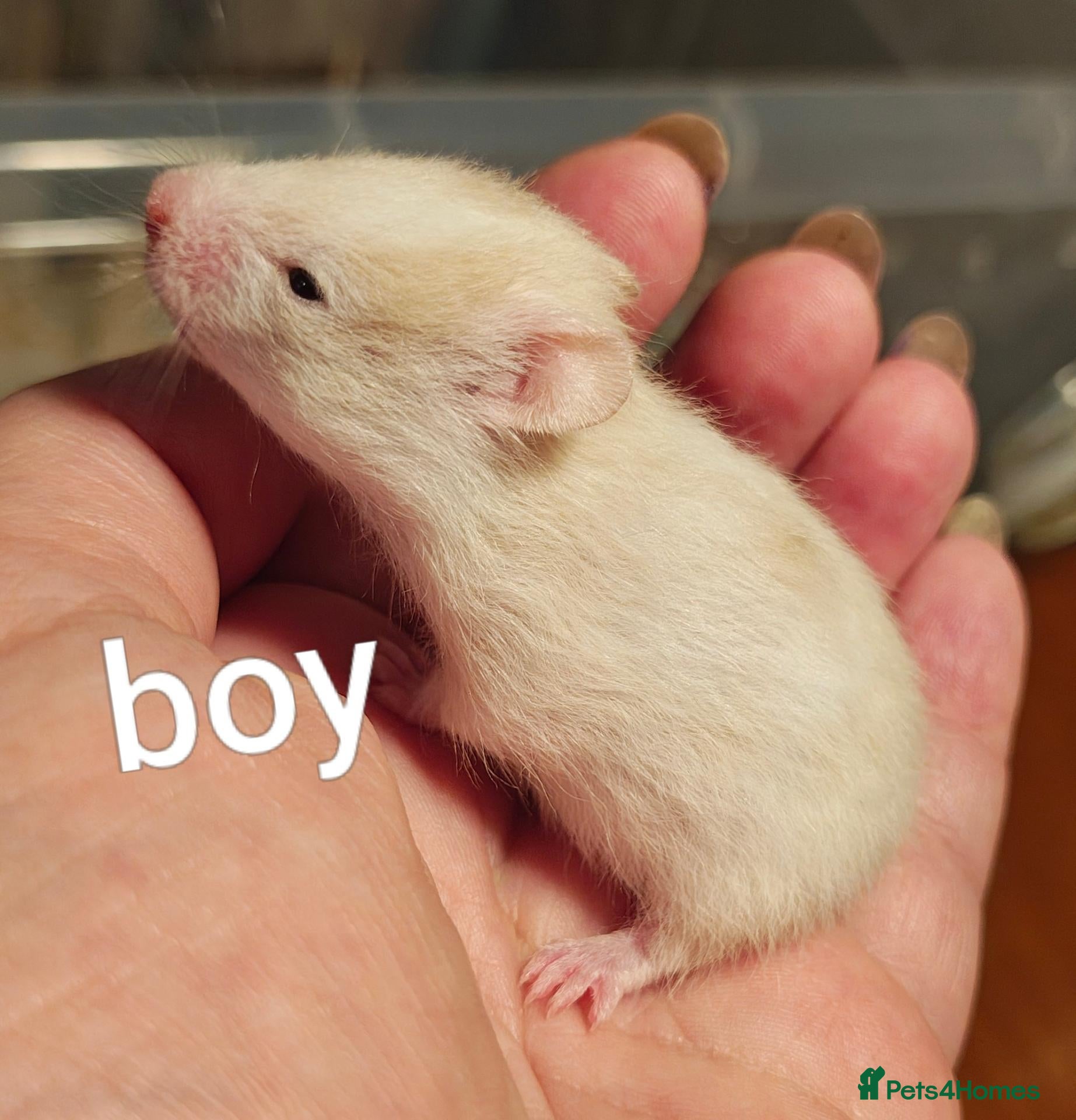 Hamster rodents Baby Syrian Hamsters ready for homes 20th October - Advert 19