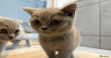 British Shorthair cats - Advert 8