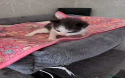 Maine Coon cats for sale: Maine coone Cross  - Image 2