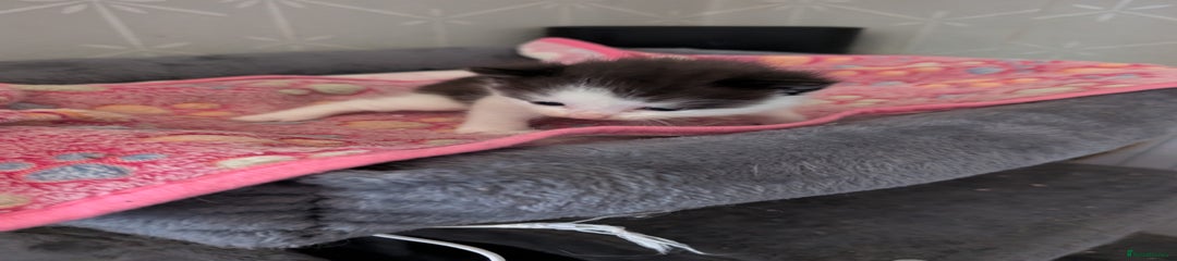 Maine Coon Kitten 4