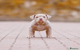 American Bully dogs for sale: REAL QUALITY BULLYS READY  - Image 21