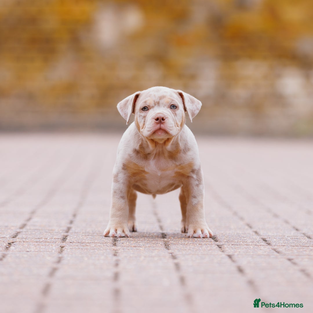 American Bully dogs for sale: REAL QUALITY BULLYS READY  - Image 21