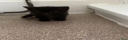 British Shorthair cats for sale: Kittens.  - Advert 6