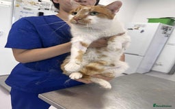 Mixed Breed cats for adoption: King Arthur for adoption - Image 4