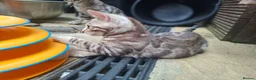 Bengal cats for sale: ❤️ Outstanding TICA Registered Bengal Kittens ❤️ - Advert 35