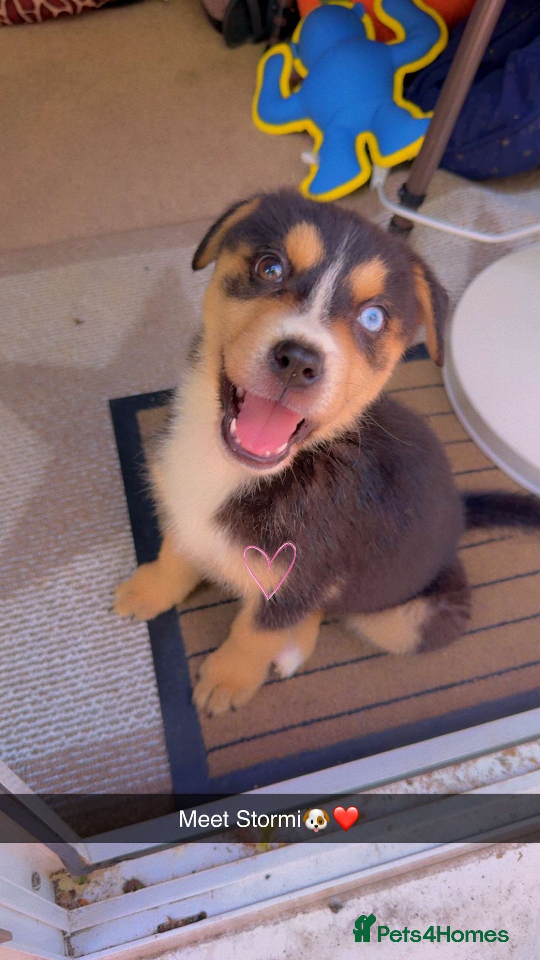 Mixed Breed dogs for sale: "Stormi" female puppy - Image 2