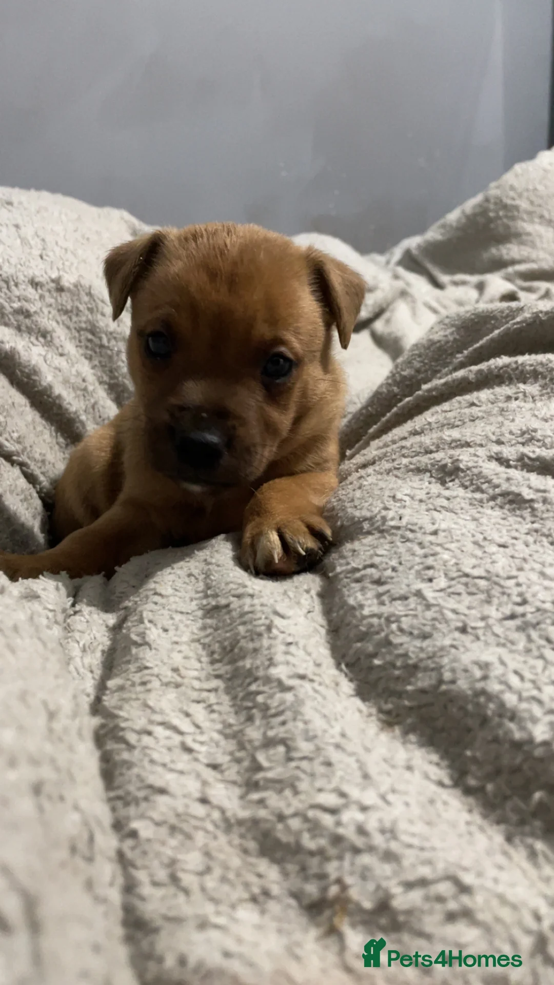 Mixed Breed dogs for sale: Rottweiler x husky puppies for sale - Advert 2