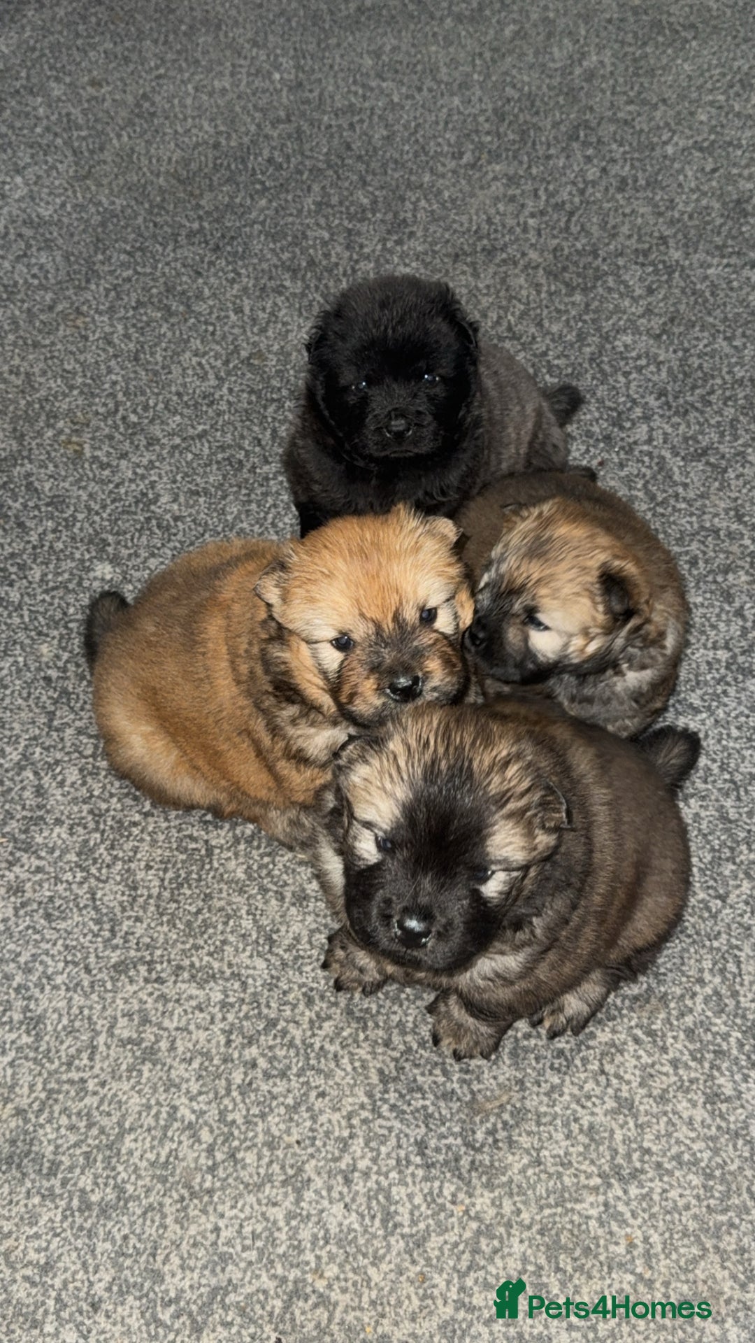 Chow Chow dogs for sale: Chow chow puppies  - Advert 1