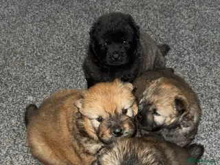 Chow Chow dogs Chow chow puppies - Advert 5