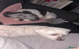 Shih Tzu dogs for sale: Teddy the shihtzu looking for good home  - Image 14