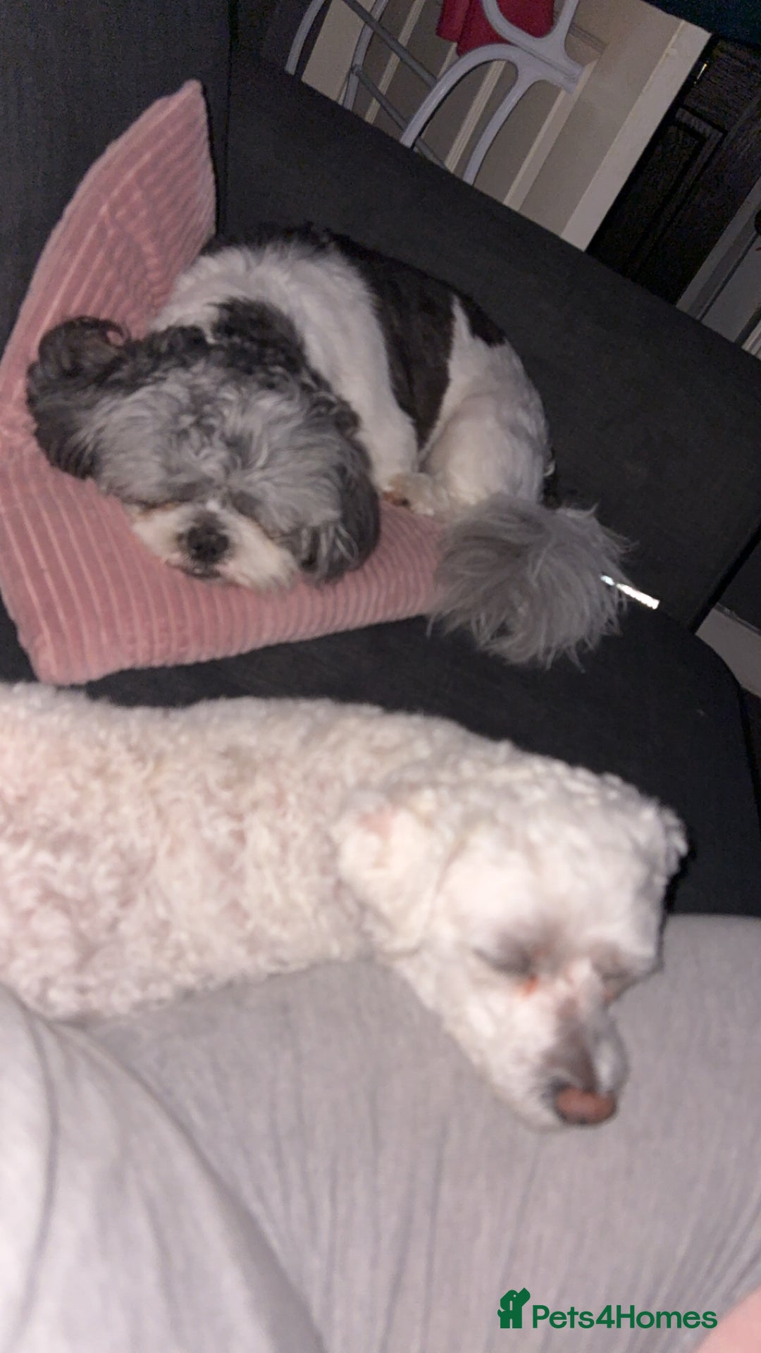 Shih Tzu dogs for sale: Teddy the shihtzu looking for good home  - Image 14