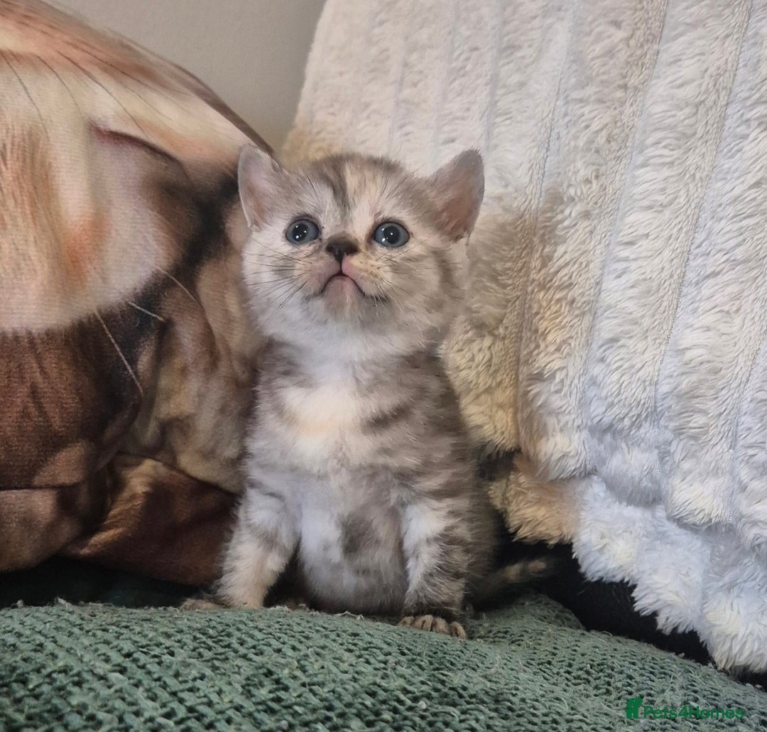 British Shorthair cats for sale: Beautiful British shorthair kittens - Image 28