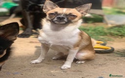 Pomchi dogs for sale: 🐾POMCHI PUPPIES🐾 - Image 2