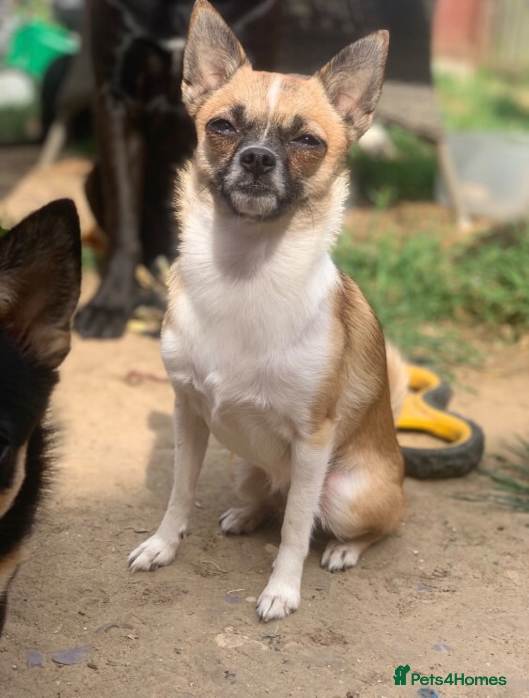 Pomchi dogs for sale: 🐾POMCHI PUPPIES🐾 - Image 2