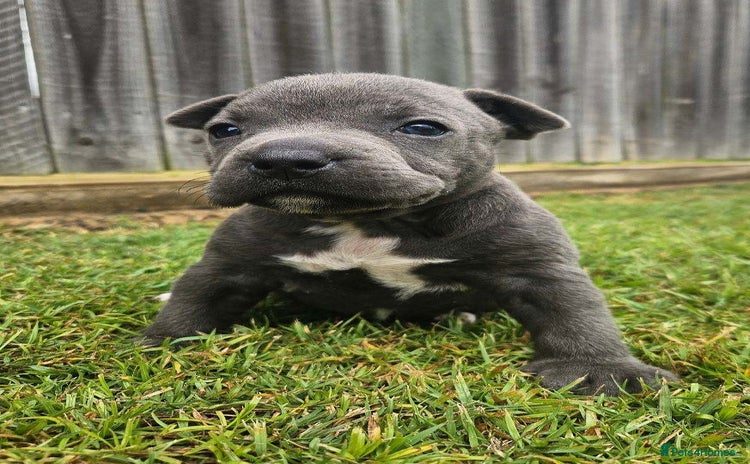 Staffordshire Bull Terrier dogs - Advert 1