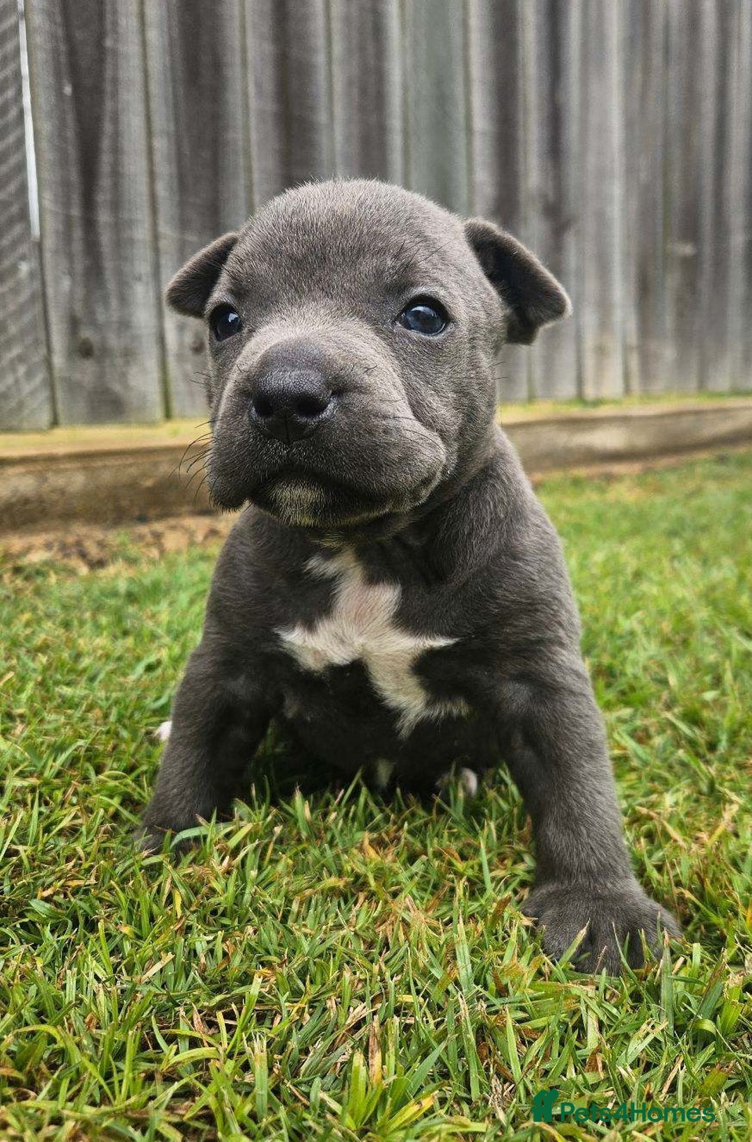 Staffordshire Bull Terrier dogs for sale: Affectionate perfect Blue staffy pups - Image 1