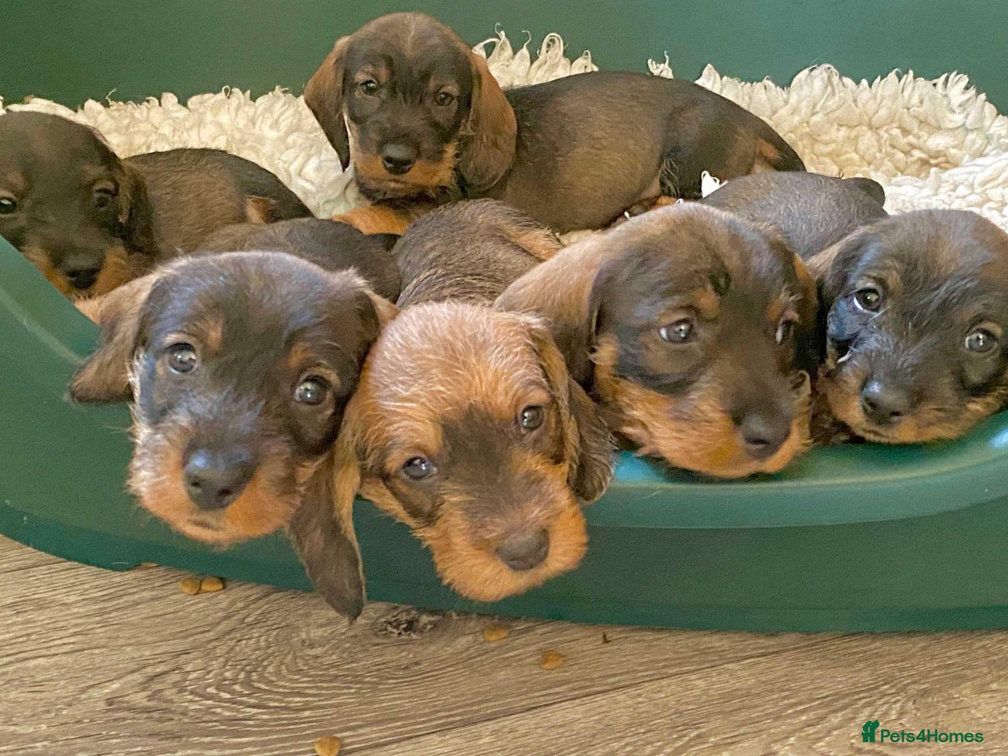 Dachshund dogs Quality Wirehaired Dachshund Puppies (STD) Teckels - Advert 2