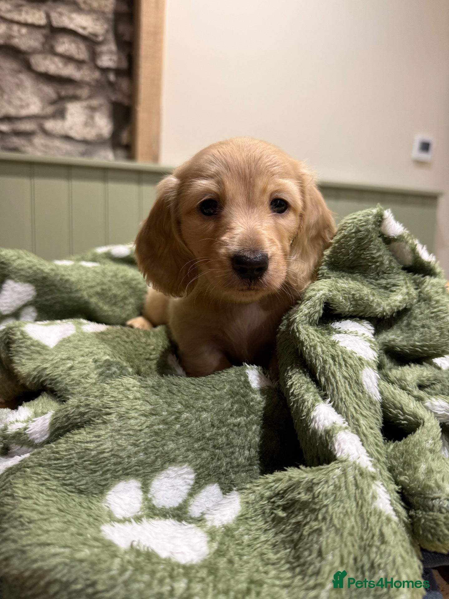 Miniature Dachshund dogs 1 pure cream longhaired girl available 💜 - Advert 2