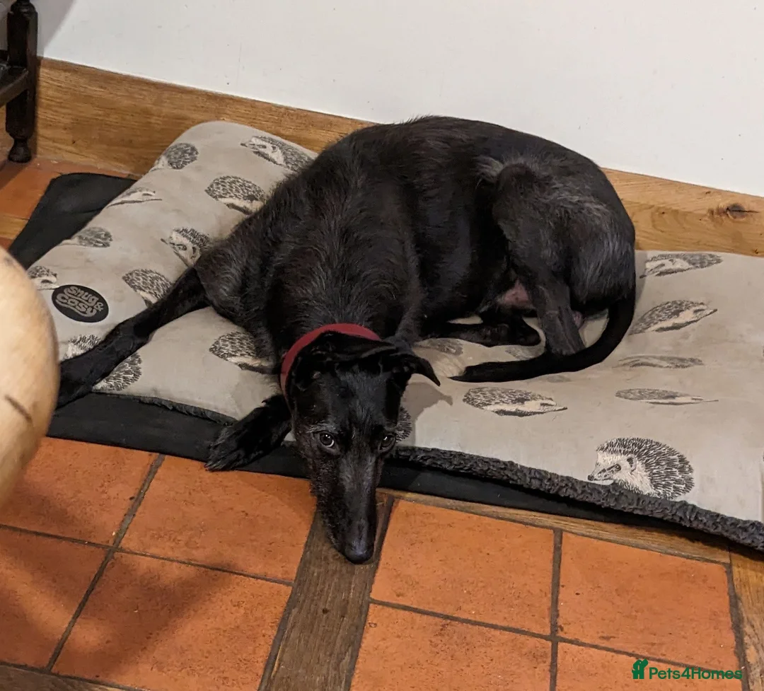 Lurcher dogs for adoption: JASPER 8yr old Lurcher - Advert 2