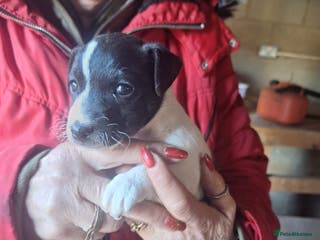 Jack Russell dogs Lovely Jack Russell puppies, 1 boy and 1 girl left - Advert 17