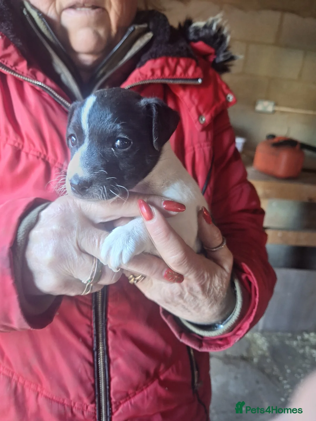 Jack Russell dogs for sale: Lovely Jack Russell puppies, 1 boy and 1 girl left - Advert 1