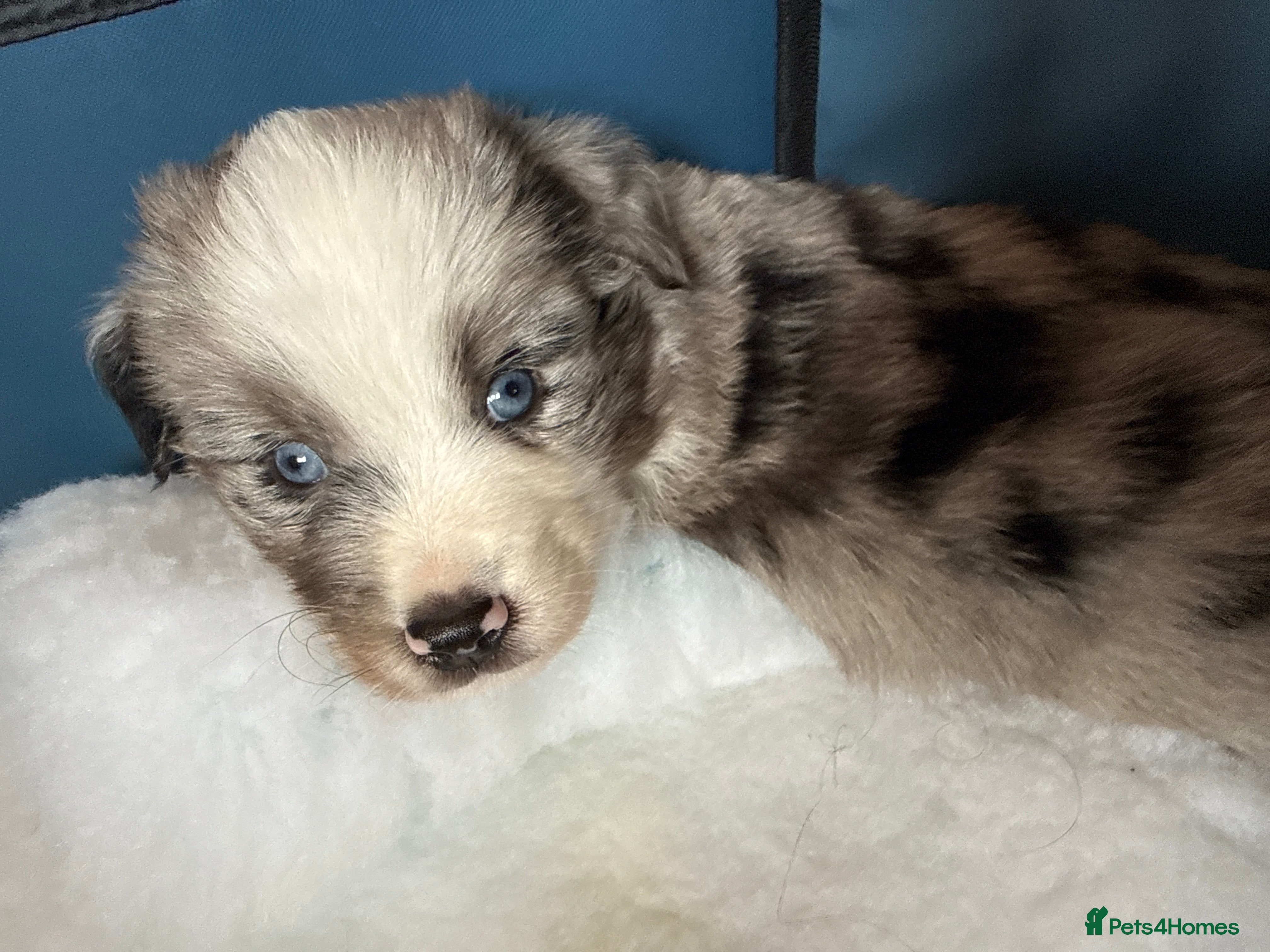 Miniature American Shepherd dogs Miniature American Shepherd Puppies - Advert 2