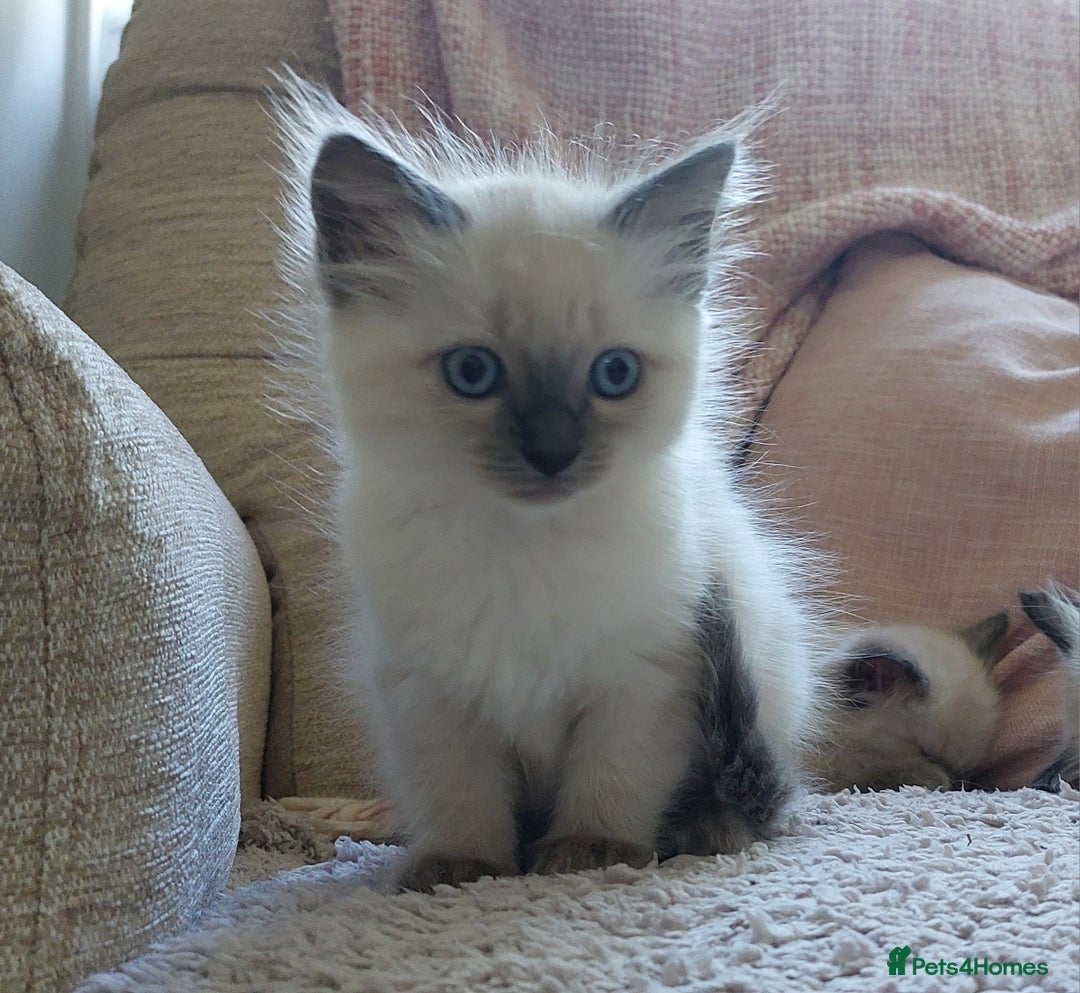 Ragdoll cats for sale: 5 beautiful ragdoll kittens ready to leave now - Image 7