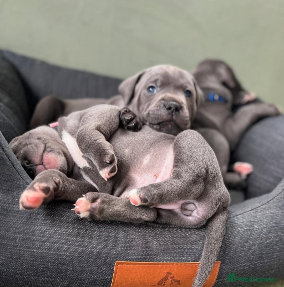 Staffordshire Bull Terrier dogs for sale: Purebred Staffordshire bull terrier puppies - Image 10